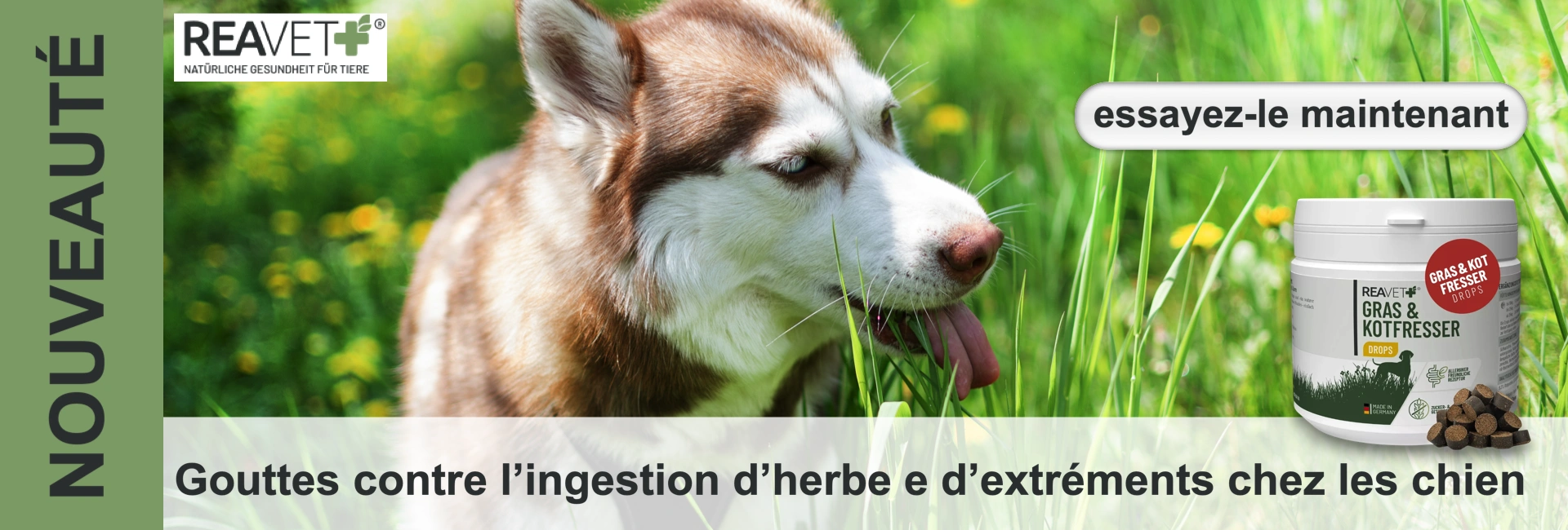 Un husky brun et blanc aux yeux bleu clair mange de l'herbe dans un pré verdoyant avec des fleurs jaunes. À droite, un flacon blanc « reavet GRAS & KOT FRESSER DROPS » et des granulés bruns. En bas, infos sur les gouttes.