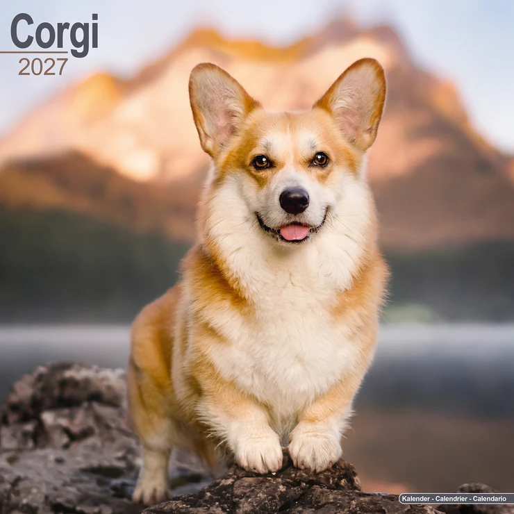 Calendrier 2024 Welsh Corgi Pembroke et Cardigan