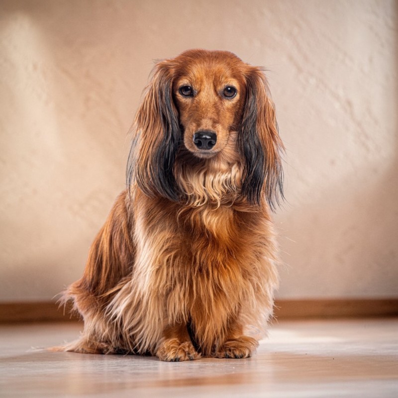 Langhaariger, brauner Dackel sitzt auf einem Holzboden und schaut direkt in die Kamera.