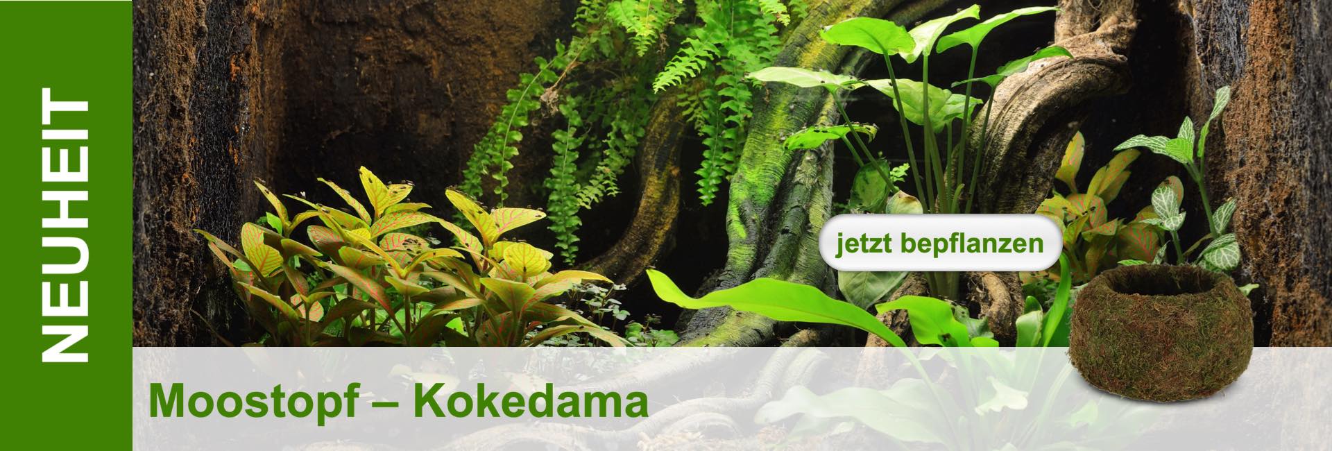 Piantagione in stile giungla con vaso di muschio. Varie piante davanti a uno sfondo scuro simile a un albero. Pulsante "Pianta ora".