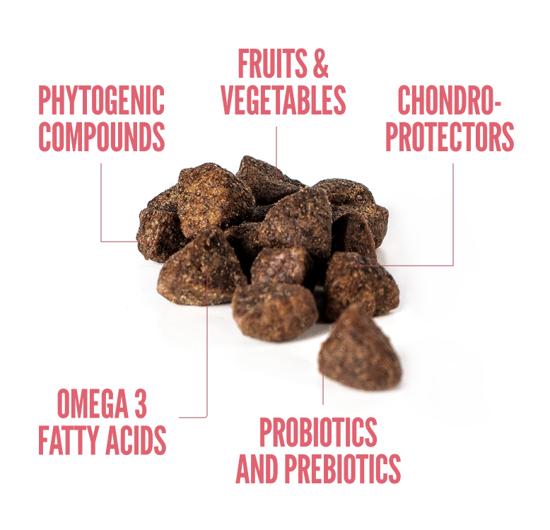 Summit10 - Kitten - FRESH CHICKEN