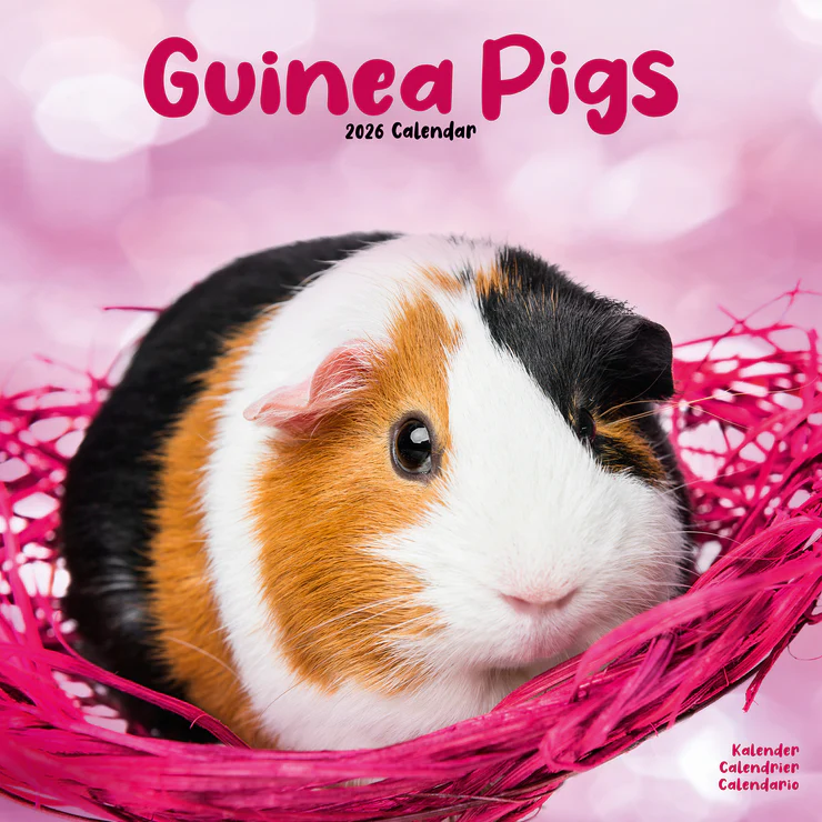 Calendar 2025 Guinea Pigs