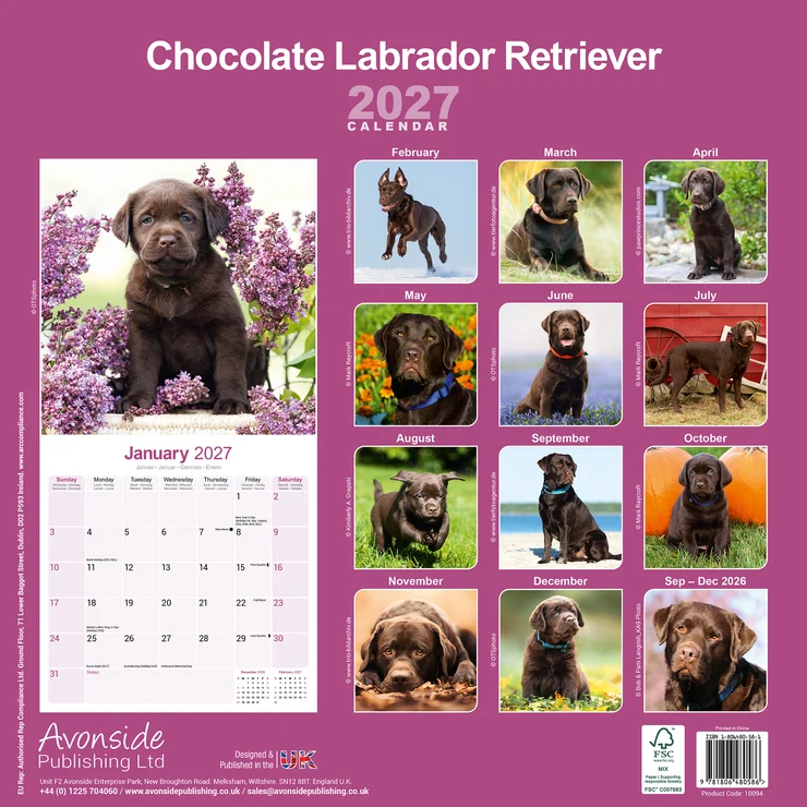 Kalender 2027 Labrador Retriever braun (Chocolate)