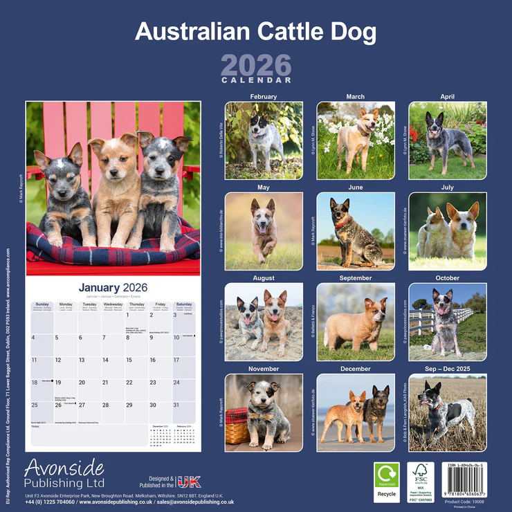 Calender 2025 Australian Cattle Dog