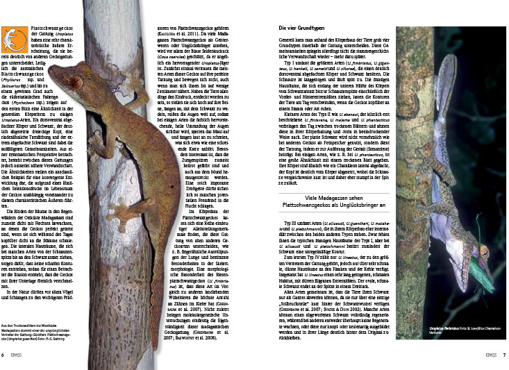 Draco 52 - Uroplatus Madagassische Kobolde in Natur und Terrarium