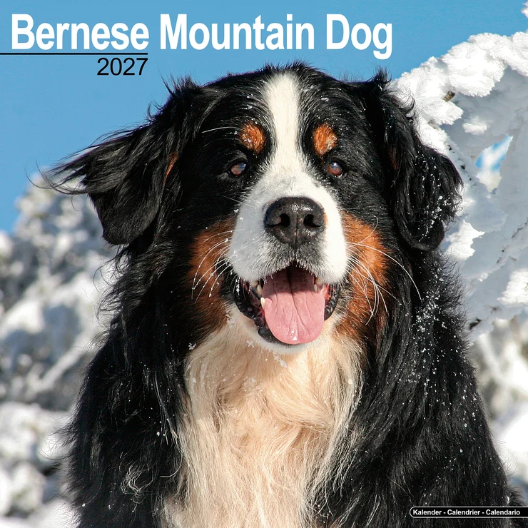 Kalender 2027 Berner Sennenhund - Bernese Mountain Dog