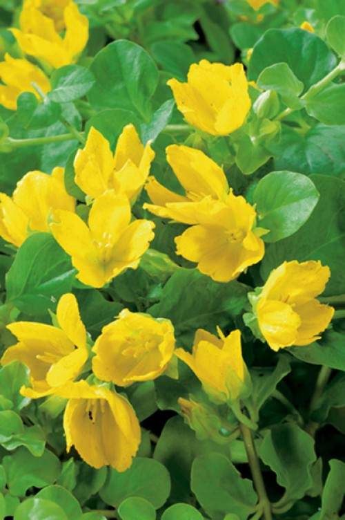 Calendule gialle di palude tra foglie verdi e rotonde in controluce.