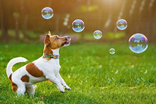 Seifenblasen für Hunde