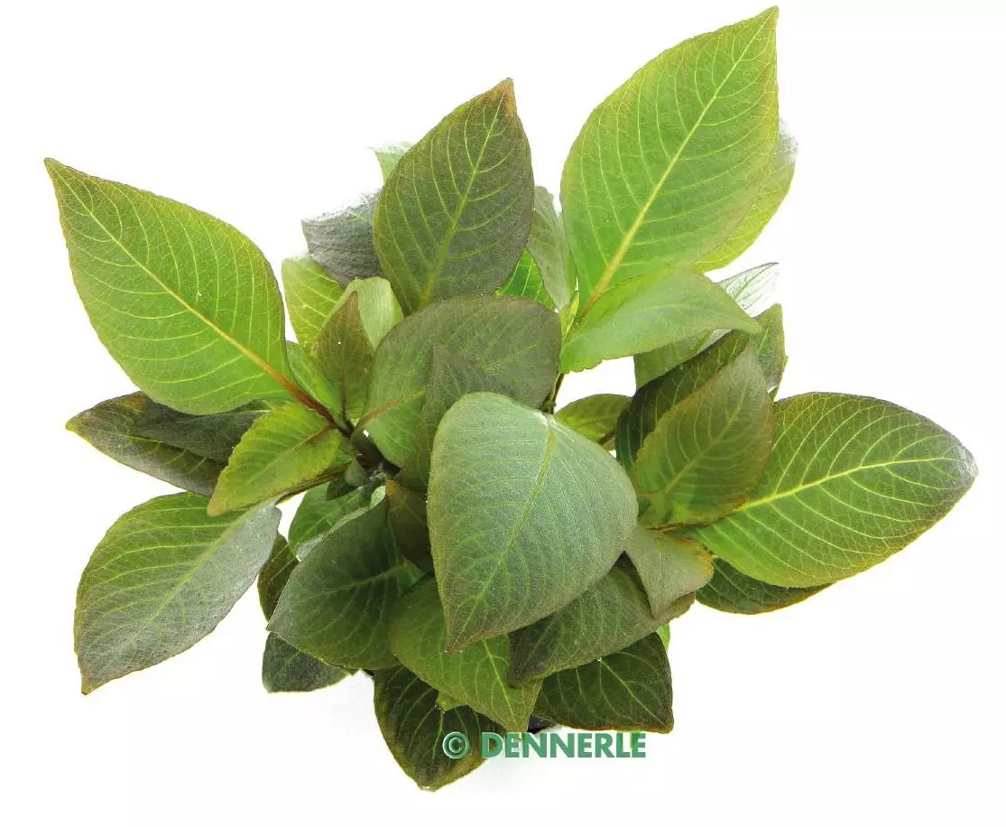 Dennerle Hygrophila corymbosa Kompakt - Kurzstängeliger Wasserfreund