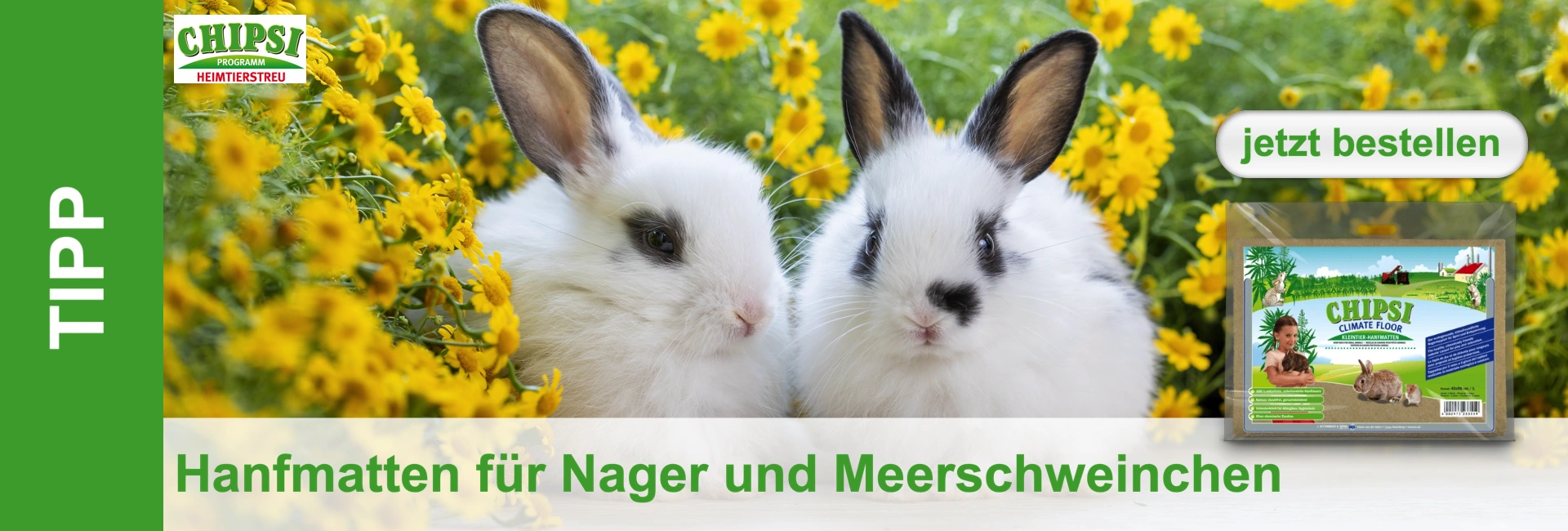 Zwei niedliche, weiße Kaninchenbabys mit schwarzen Akzenten an Augen und Ohren sitzen eng beieinander in einem Feld leuchtend gelber Blumen und sattgrüner Pflanzen. Beide schauen nach vorne, Ohren aufgestellt und aufmerksam.