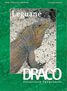Draco 04 - Leguane