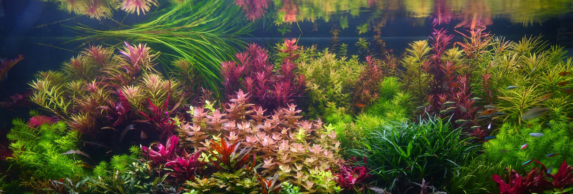 Aquarium Pflanzen Hintergrund