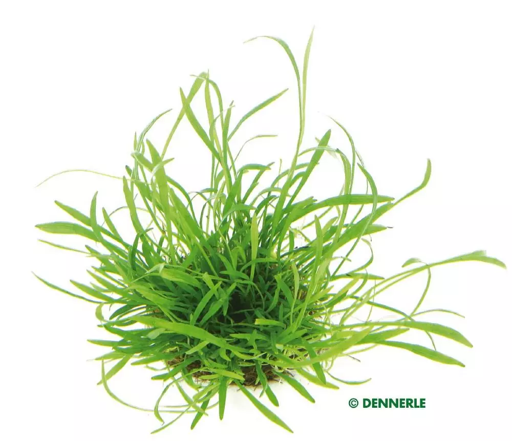 Dennerle Lilaeopsis brasiliensis - Brasilianische Graspflanze