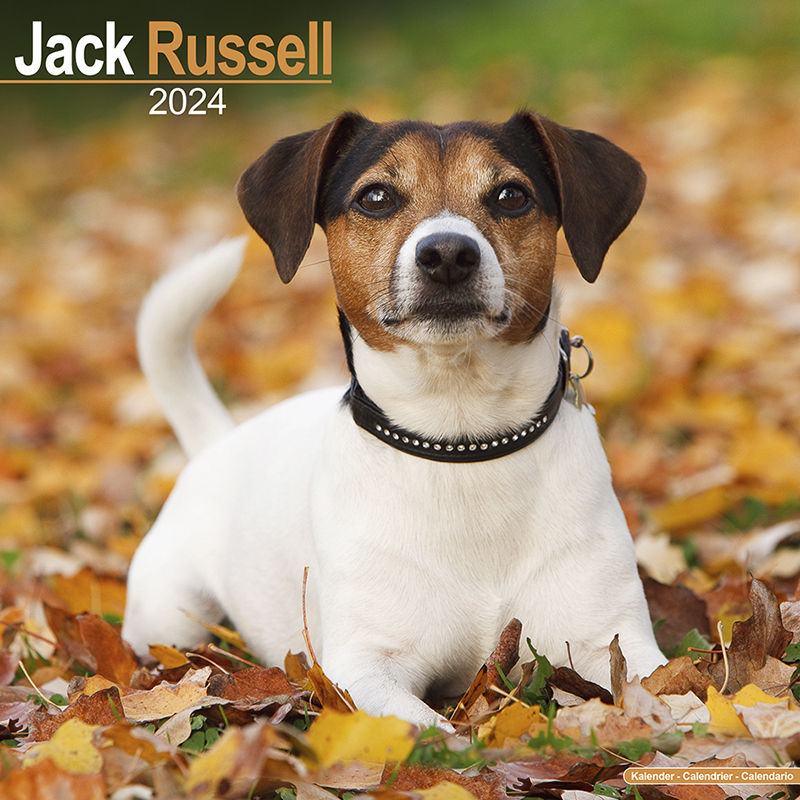 Kalender 2024 Jack Russell Terrier - Parson Russell Terrier