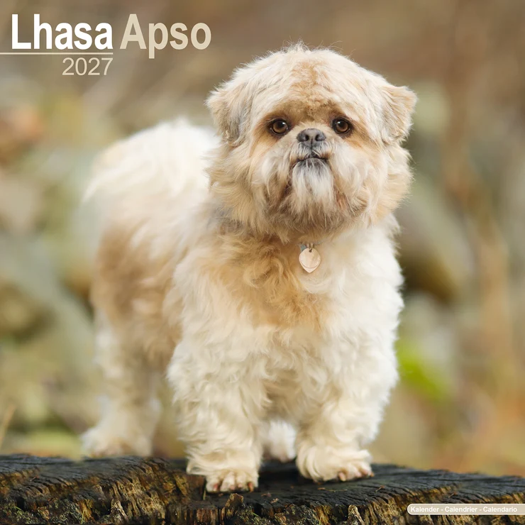 Calendrier 2026 Lhasa Apso