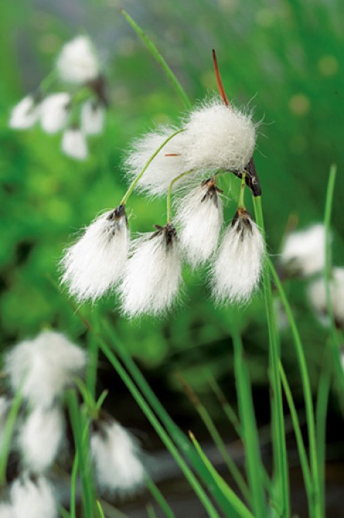 Close-up of flowering cotton grass with fluffy white heads on green stems against a blurred background.