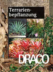 Draco 41 - Terrarienbepflanzung