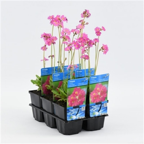 Rosa Primel (9cm) – Primula rosea