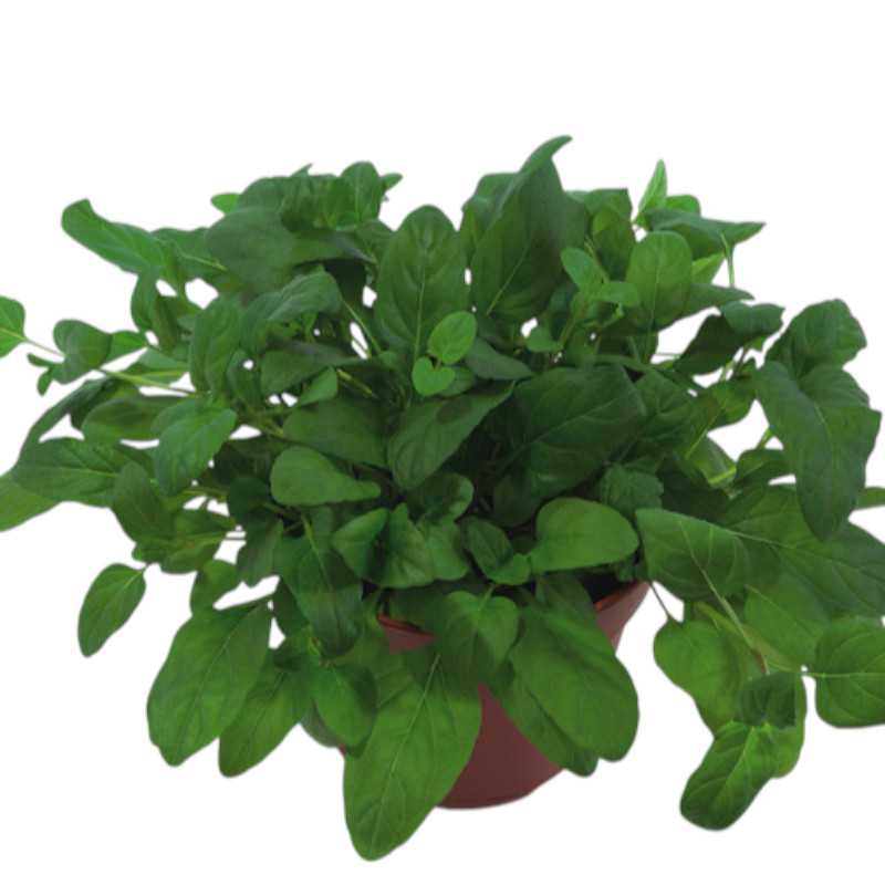 Petsnack Bio Prunella im Topf