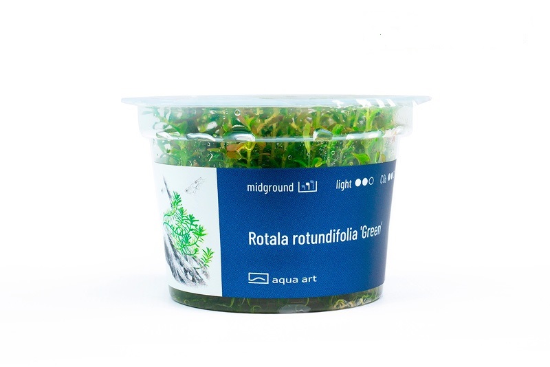 Rotala rotundifolia 'Green' (plante verte)