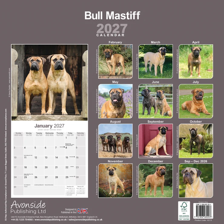 Kalender 2027 Bull Mastiff - Bullmastiff