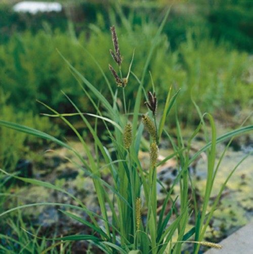 Sumpfpflanzen mit langen, grünen Blättern und braunen Blütenständen, die aus dem Wasser ragen. Im Hintergrund grüne Vegetation.