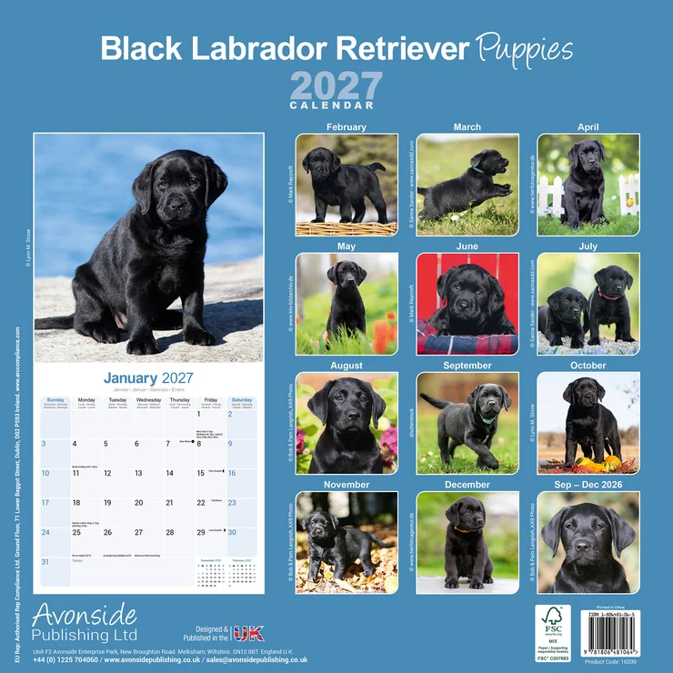 Kalender 2027 Labrador Retriever Welpen - schwarz
