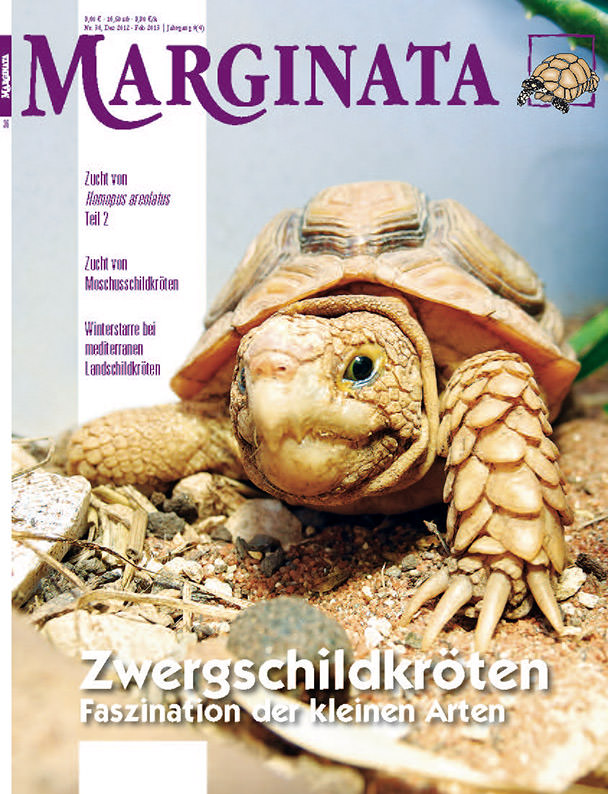 Marginata 36 - Zwergschildkröten