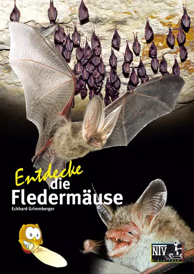 NTV, Entdecke die Fledermäuse