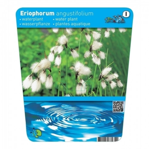 Label of a water plant with white, cotton wool-like flower heads against a green background and water waves at the bottom.