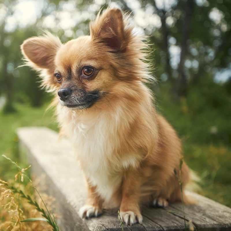 Langhaar Chihuahua sitzt auf Holzbank, hellbraunes Fell, aufmerksamer Blick, grosse Ohren, Apfelkopf.