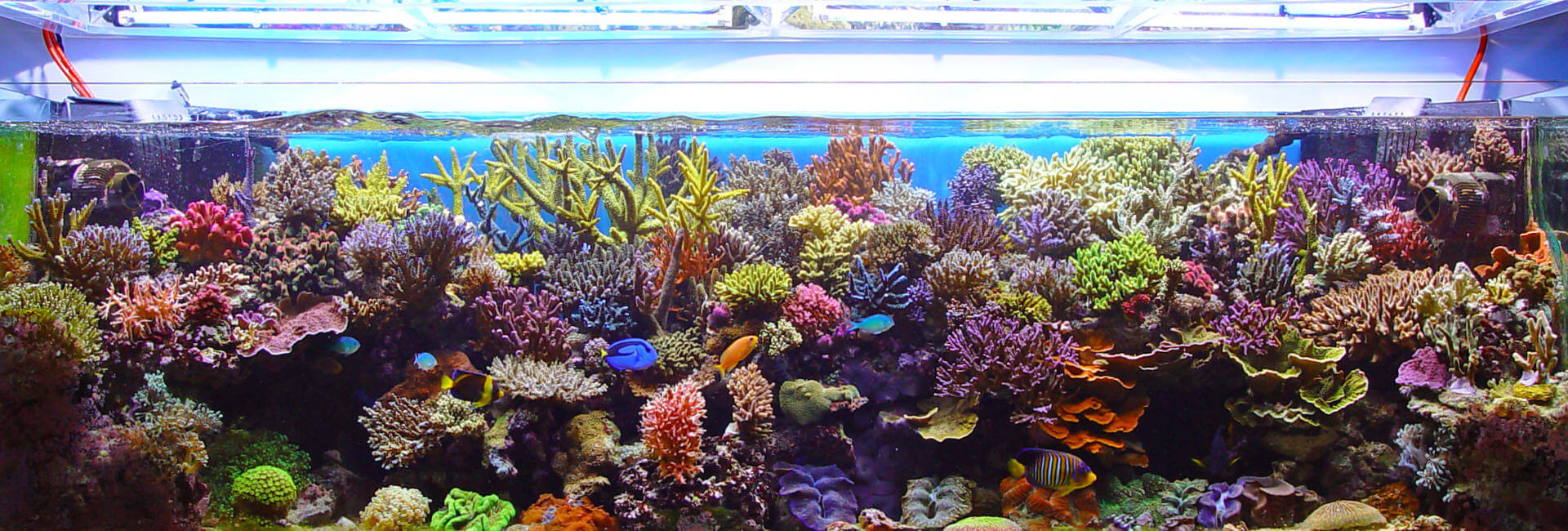 Meerwasser Aquaristik Aquarien