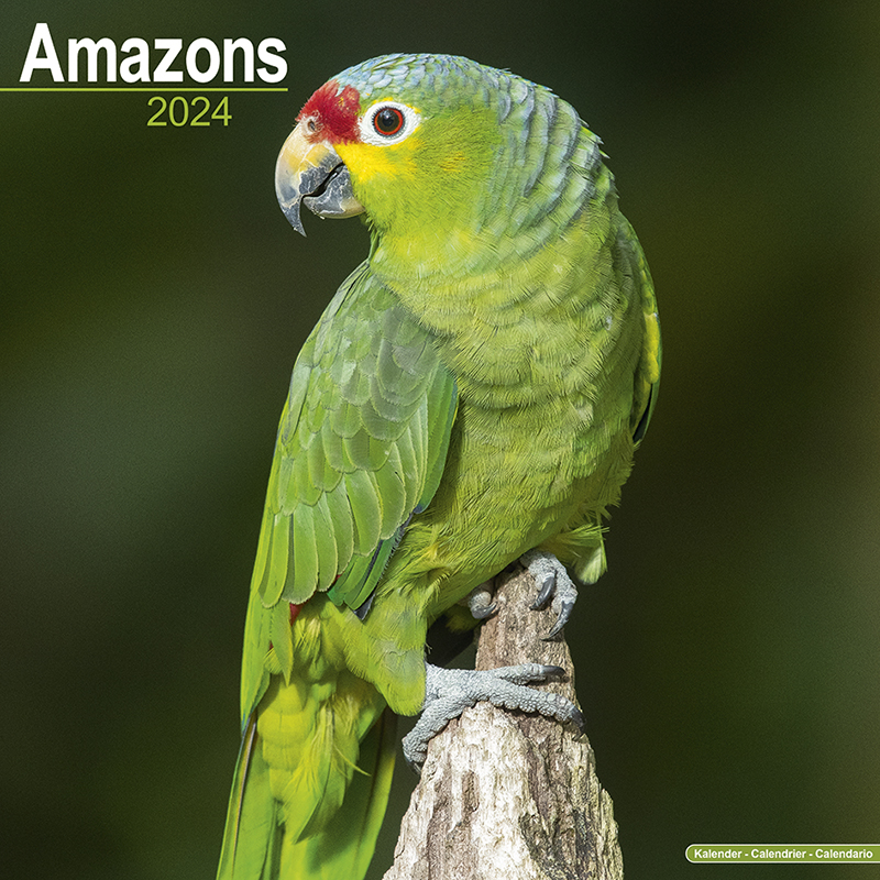 Calendar 2024 Amazon Parrots - Amazons