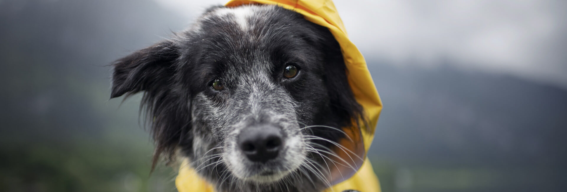 Hunde Regenmantel