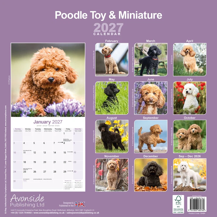 Kalender 2027 Zwergpudel - Toy Poodle - Miniature Poodle