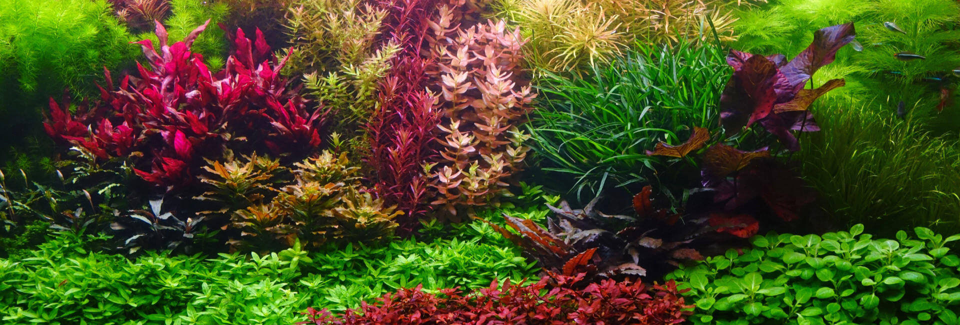 Aquarium Pflanzen Mittelgrund