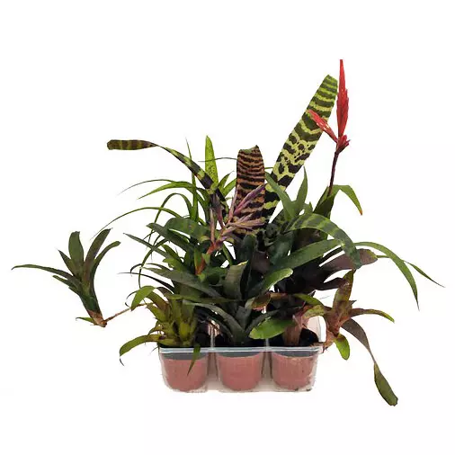 Bromelien klein - Feuchtterrarium