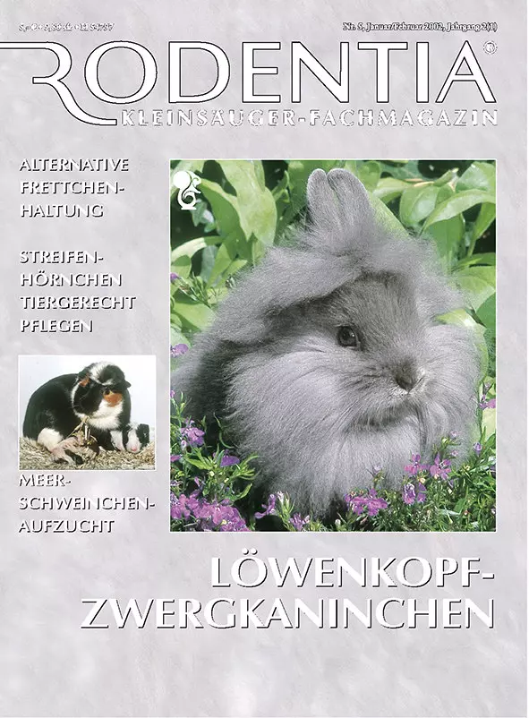 Rodentia 05 - Löwenkopf-Zwergkaninchen