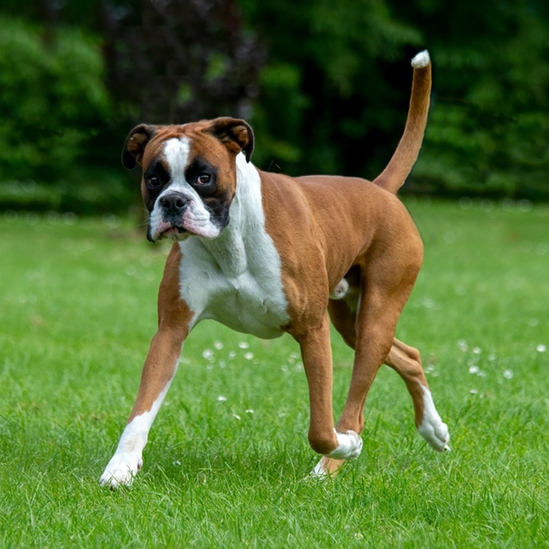 Ein Boxer Hund mit braun-weißem Fell und schwarzer Maske steht auf einer grünen Wiese.