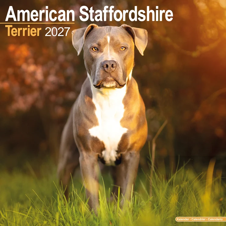 Kalender 2027 American Staffordshire Terrier