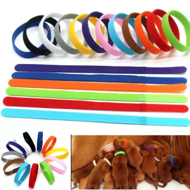 Different coloured puppy collars with Velcro fasteners, some as rings, others as strips. Puppies with collars suck on their mother.