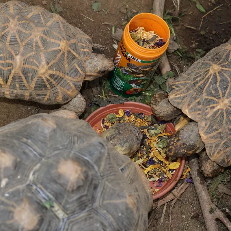landschildkroetenfutter-jbl-proterra-florsil-fuetterung landschildkroetenfutter-jbl-proterra-florsil-fuetterung