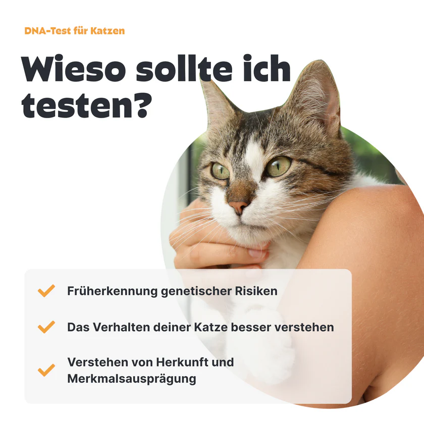 DNA-Test Rassenbestimmung für Katzen