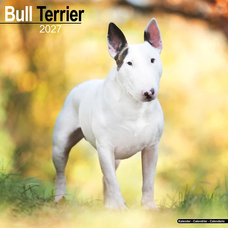 Calendario 2026 Bull Terrier - Bullterrier