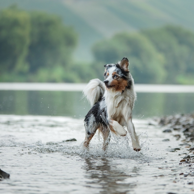 Ein Australian Shepherd rennt durch flaches Wasser an einem Ufer mit Bäumen im Hintergrund.