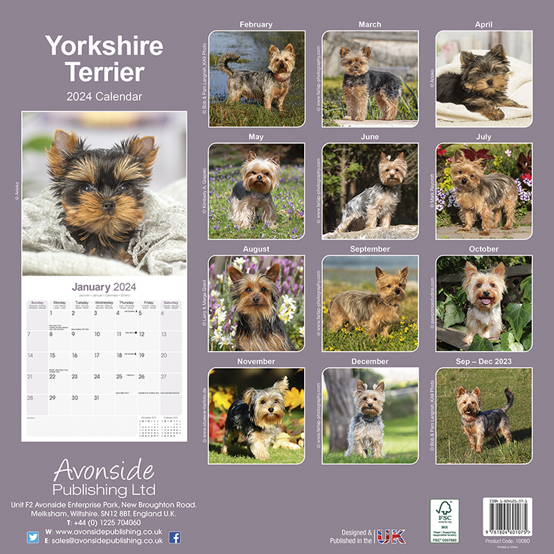 Calendar 2024 Yorkshire Terrier