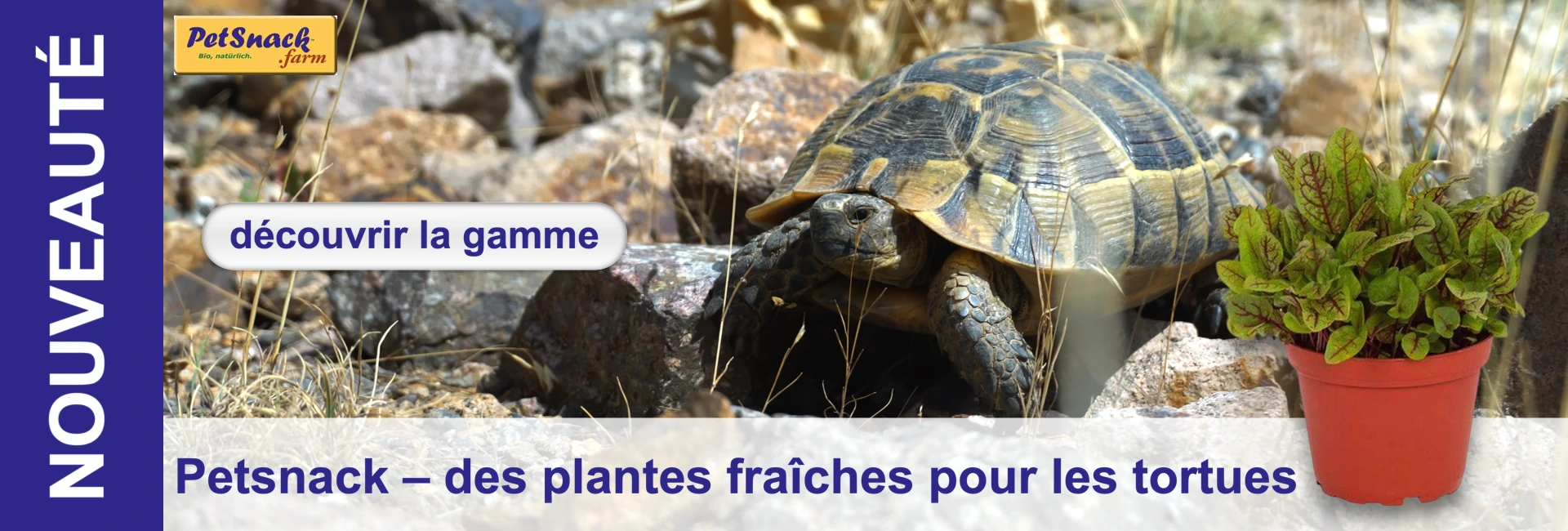 Une tortue terrestre à la carapace sombre et striée rampe sur un sol rocailleux et sec. À l'avant-plan, à droite, se trouve un pot rouge contenant des plantes vertes fraîches aux nervures rouges. À l'arrière-plan, des pierres et de l'herbe sèche.
