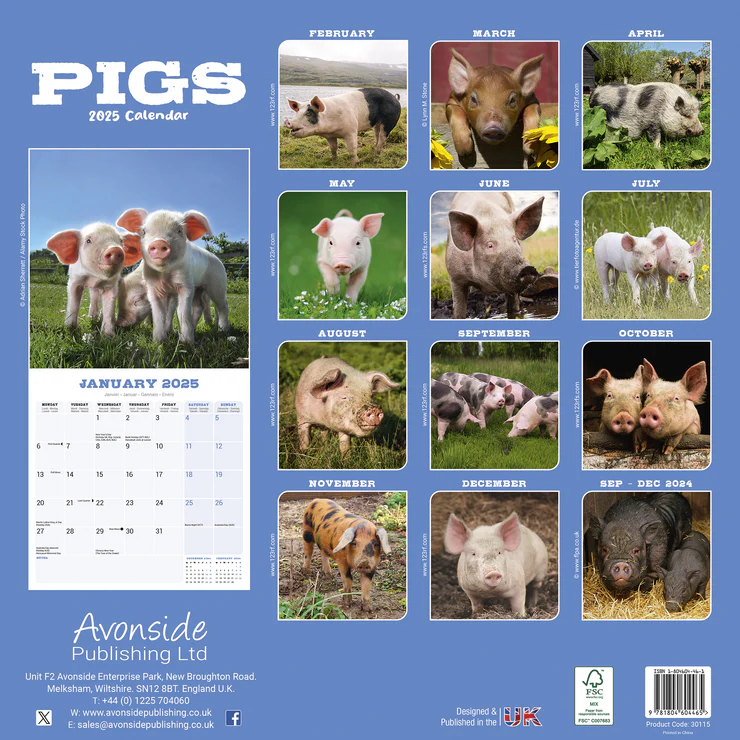 Kalender 2025 Schweine - Pigs Kalender 2025 Schweine - Pigs