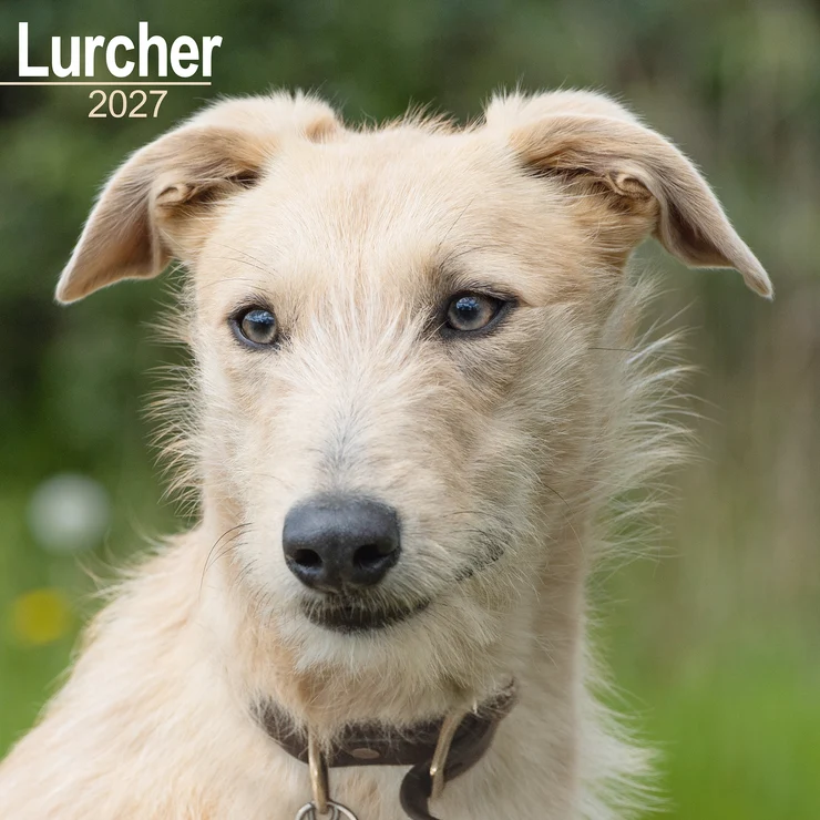 Kalender 2027 Lurcher - der Windhund-Mix