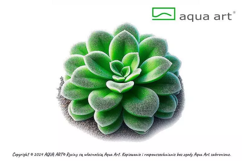 Pinguicula Tina - fleischfressende Pflanze Pinguicula Tina - fleischfressende Pflanze